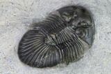 Scabriscutellum Trilobite - Morocco #171519-4